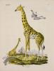 Goldfuss Giraffe